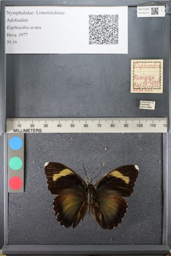 Media type: image;   Entomology 142531